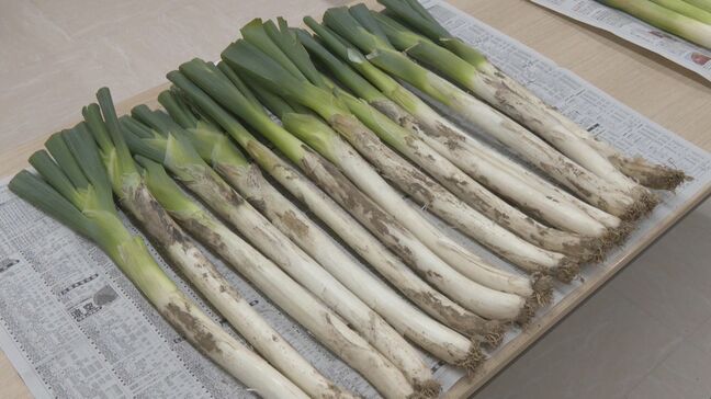 甘みの強い「飛騨のりくらねぎ」品評会 太さや緑と白の部分のバランスを審査 出荷量は例年並みで4キロ4000円で注文販売 岐阜・高山市|TBS NEWS DIG