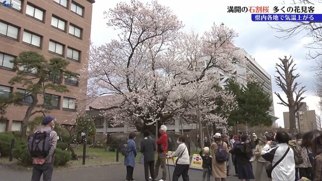高気圧に覆われ県内各地で気温上がる　国の天然記念物・石割桜も満開に　盛岡市|TBS NEWS DIG