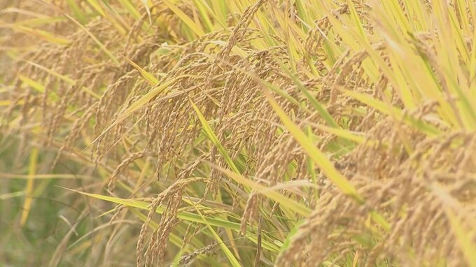 大分県内の水稲作柄　日照不足や大雨も秋からの好天で平年並み「１０１」で確定　|　大分のニュース｜OBS NEWS｜大分放送
