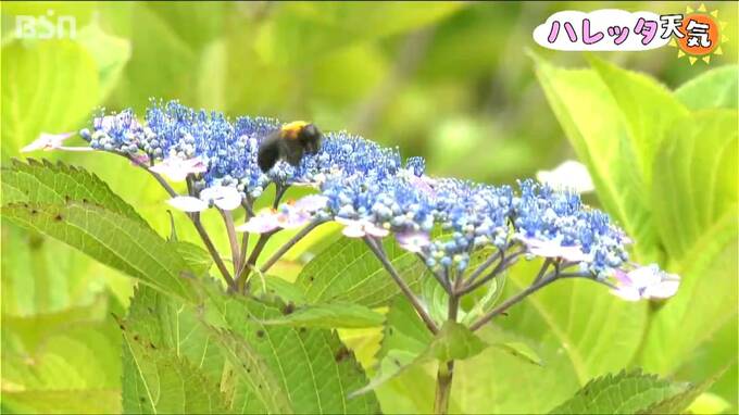 猛暑で例年よりも花は小ぶり　国営越後丘陵公園の「アジサイ」見ごろ　新潟県長岡市　|　新潟のニュース・天気｜BSN NEWS｜BSN新潟放送