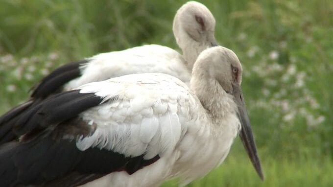 「幸せを運ぶ」国の特別天然記念物コウノトリ2羽が岡山市に飛来　日本にはわずか362羽が生息　|　岡山・香川のニュース | 天気 | RSK山陽放送