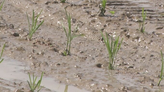 県内16％で田植え(5月11日時点)　平年よりやや早いペース　宮古市など東部地帯が24％と最も進む　適期は25日まで　岩手|TBS NEWS DIG