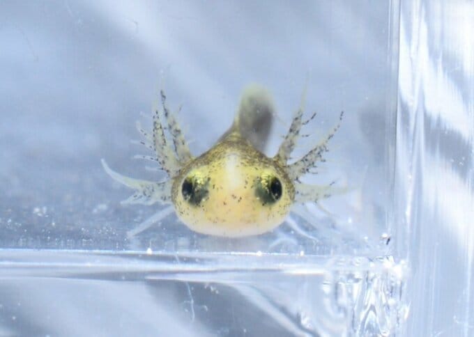 “ホクリクサンショウウオ” ふ化したばかりを展示「ウーパールーパーみたいな風貌」水族館で成長過程を観察　富山・魚津市　|　富山のニュース｜天気・防災｜チューリップテレビ