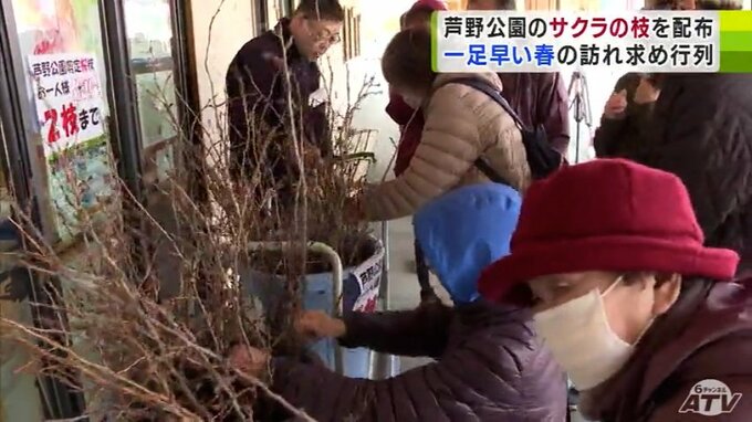 「日本さくら名所100選」の芦野公園のサクラせん定枝に行列　適温管理で10日で開花　|　青森のニュース│ATV NEWS│青森テレビ