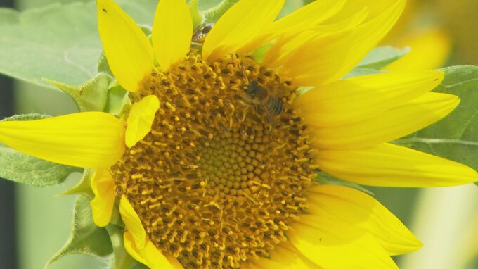5000本　夏を代表する花　ヒマワリ鮮やかに|TBS NEWS DIG