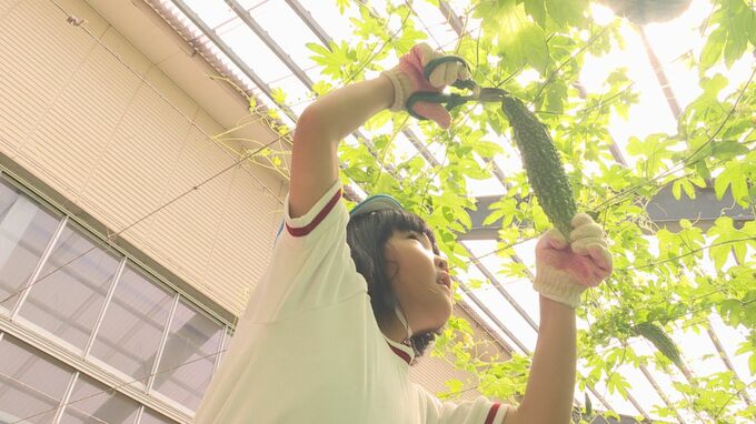 梅雨一服　園児がゴーヤーを収穫　山口県山陽小野田市|TBS NEWS DIG