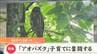 “青葉”茂る杜の都に「アオバズク」3羽のヒナの子育てに密着　意外「リス」が天敵？　|　宮城のニュース│tbc NEWS│tbc東北放送