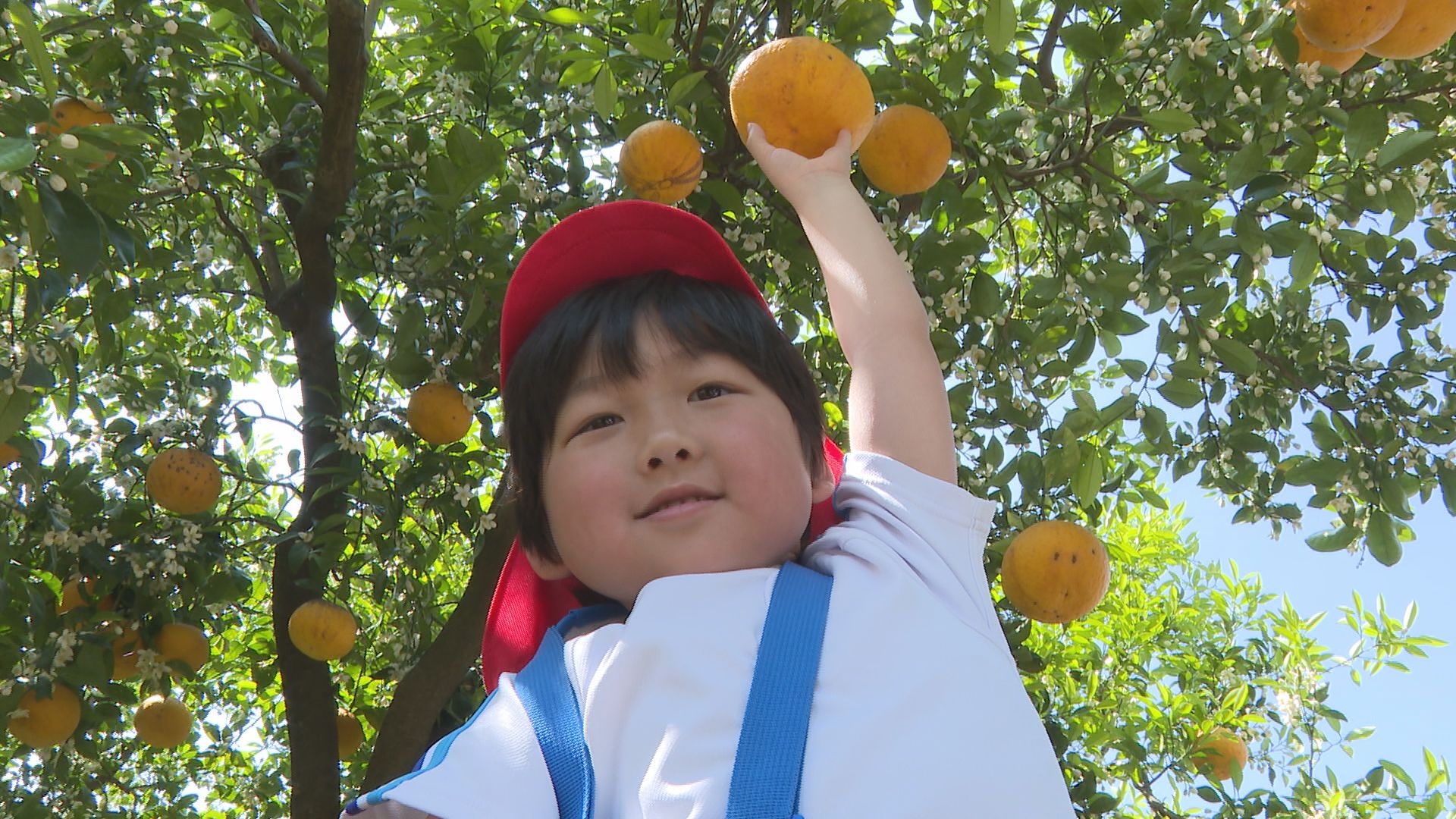 園児が夏みかん収穫 山口・萩 | 山口のニュース・天気・防災｜tys NEWS