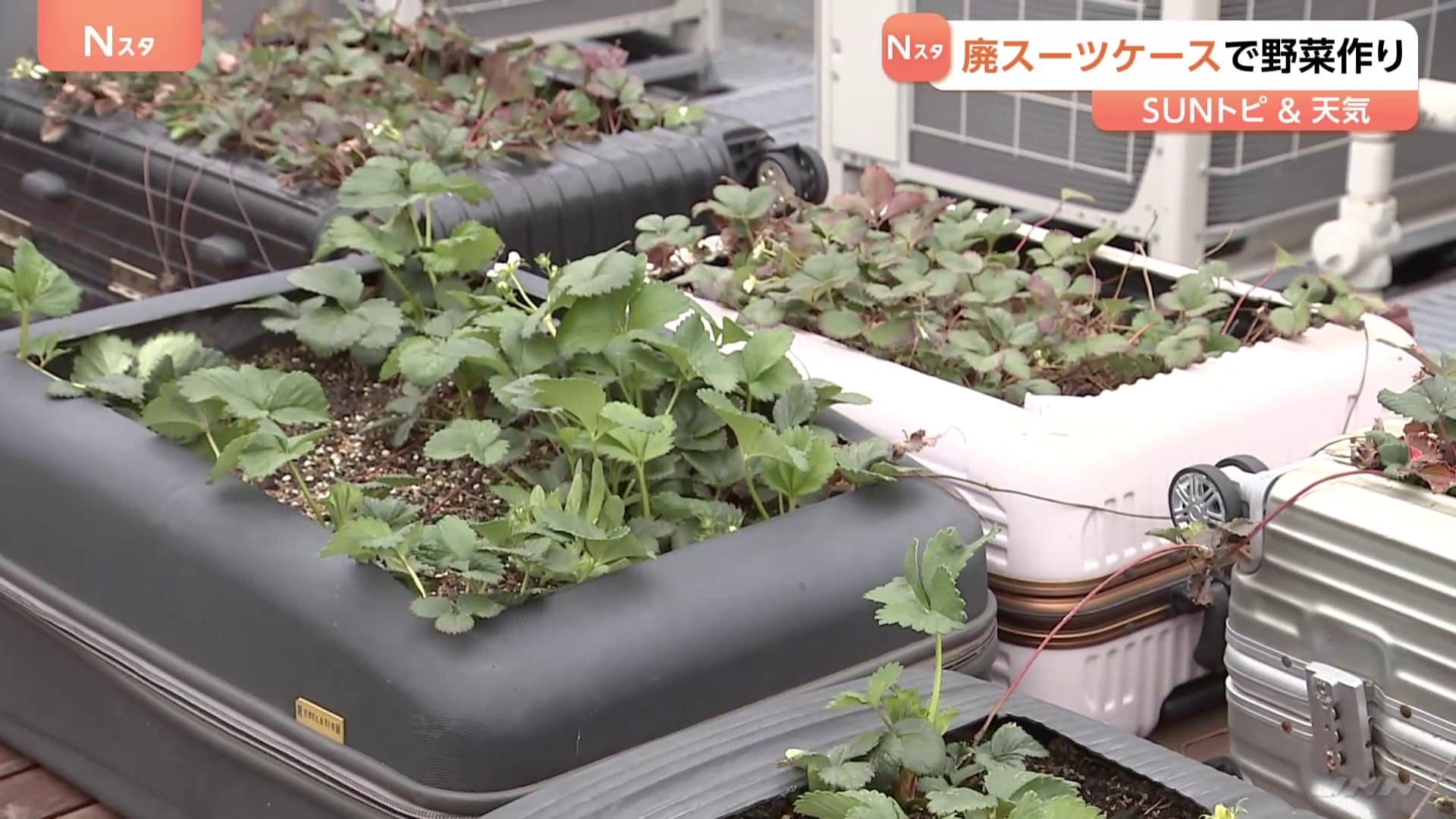 スーツケースで野菜栽培！？ホテルに置き去りにされたものを加工し再