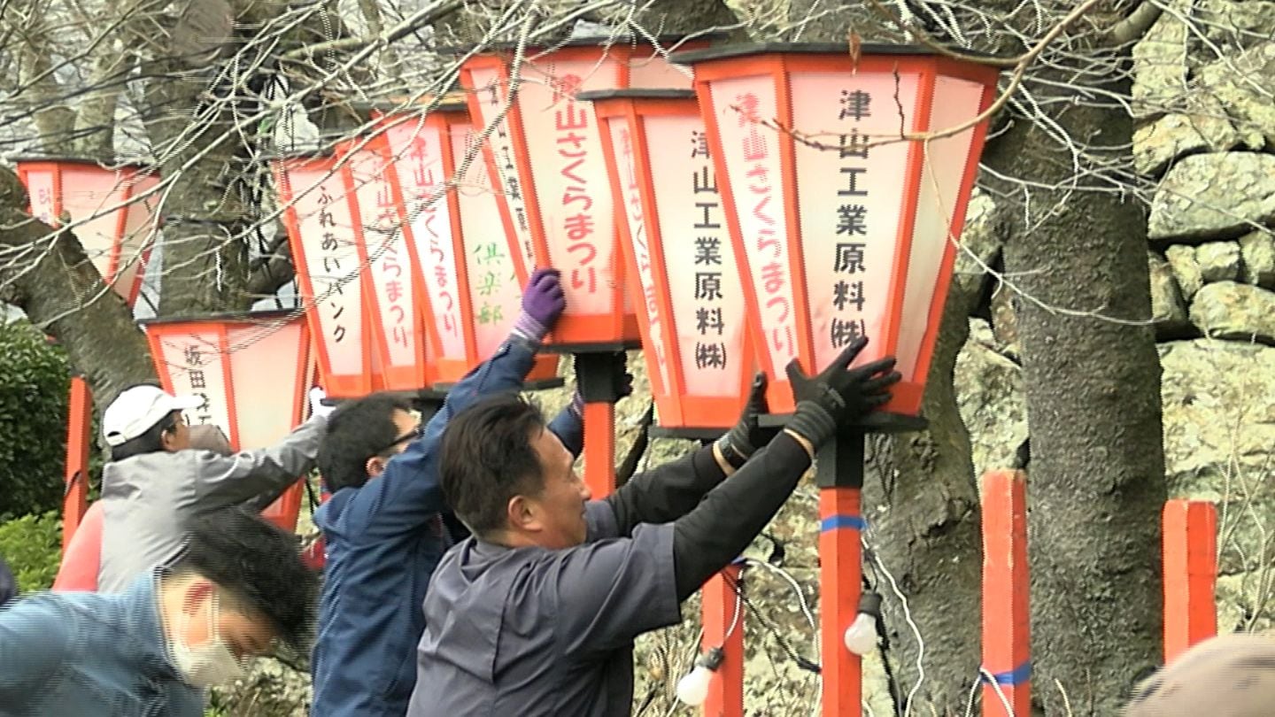 約1000本の桜が咲き誇る「津山さくらまつり」に向け “ぼんぼり” の