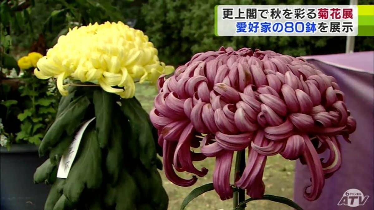 愛好家たちが丹精込めて育てた「キクの花」約80鉢が展示 更上閣で