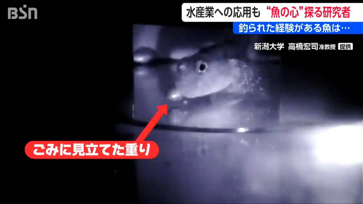 魚に「心」はある？ “釣られた記憶” は2か月以上保持 新潟大学・高橋