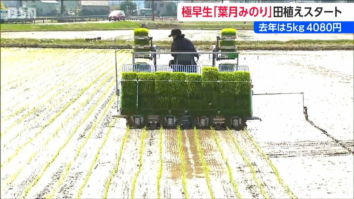 サムネイル_新潟県産米のトップバッター 極早生品種『葉月みのり』田植え始まる  今年の価格は下がる見通し