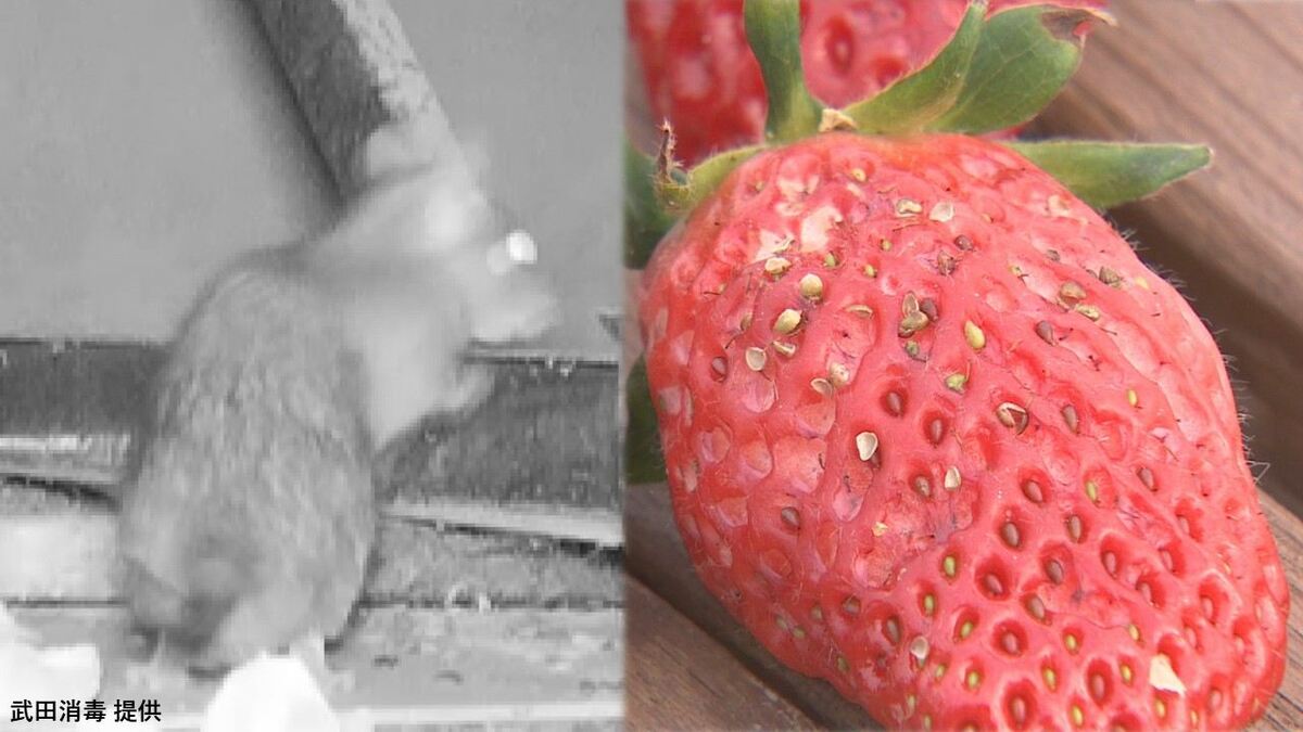 「温暖化とか環境の変化もある」冬の時期にネズミの出没相次ぐ　イチゴ農園は1500粒以上が被害に　山梨