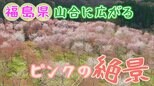 2001本!? 福島県の山の中に広がるピンクの絶景【ふくしまSHOW】 | 福島のニュース│TUF