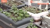 スーツケースで野菜栽培！？ホテルに置き去りにされたものを加工し再利用　収穫した野菜はレストランで提供も【SUNトピ】|TBS NEWS DIG