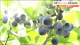 「水分多くおいしくできています」特産のブルーベリー収穫最盛期　宮城・富谷市　|　宮城のニュース│tbc NEWS│tbc東北放送