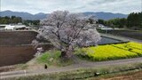 「大坪の一本桜」が見ごろ 菜の花とコラボレーション|TBS NEWS DIG