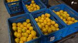初夏の味覚ニューサマーオレンジ　２カ月熟成へ　生産者が冷風貯蔵庫に搬入＝静岡・東伊豆町　|　静岡のニュース | SBSNEWS | 静岡放送