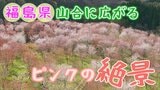 2001本!? 福島県の山の中に広がるピンクの絶景【ふくしまSHOW】 | 福島のニュース│TUF