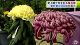 愛好家たちが丹精込めて育てた「キクの花」約80鉢が展示 更上閣で「菊花展」青森県八戸市|TBS NEWS DIG