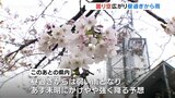 開花宣言も雨模様の一日　あすにかけてやや強い雨も　富山市松川の見ごろは週末か　|　富山のニュース｜天気・防災｜チューリップテレビ