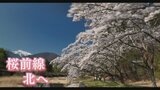 約400mに渡る桜の回廊 神宮川沿いに咲く桜並木 山梨・北杜市 | 山梨のニュース | UTYテレビ山梨