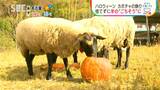 ハロウィーンで使ったカボチャを何と羊が…奪い合うように丸かじり！廃棄していたカボチャを羊の餌として有効活用、秋のご馳走に満足気　|　SBC NEWS | 長野のニュース | SBC信越放送