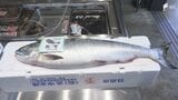 「1本で1万6000円以上、魚屋になって一番高い相場」歴史的不漁で...秋の味覚「サケ」高嶺の花に？ 価格は"去年の倍" 一方でイワシはお得＝静岡|TBS NEWS DIG