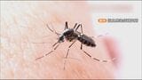 蚊も“夏バテ”? 猛暑和らぎ10月も蚊に刺される恐れが… 「暑い時は葉の裏などに隠れていた」対策グッズにも変化|TBS NEWS DIG