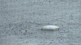 【高校野球大分大会】大分商業ー臼杵は雷雨で順延 投手戦のまま15日に継続試合 | 大分のニュース|OBS NEWS|大分放送