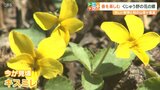 「キスミレ」「カタクリ」見ごろに くじゅう野の花の郷に群生 大分 | 大分のニュース|OBS NEWS|大分放送