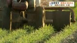 生育を促す「麦踏み作業」始まる  二条大麦の『はるしずく』  “焼酎の原料” に 熊本・天草市 | 熊本のニュース|RKK NEWS|RKK熊本放送