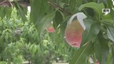 畑からおよそ1000個のモモが盗まれる 警察は窃盗事件として捜査 山梨・笛吹市 | 山梨のニュース | UTYテレビ山梨