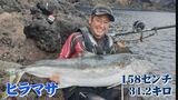 国内最大級 1.5m超「巨大ヒラマサ」磯釣りで釣った! 人の背丈ほどの大きさ|TBS NEWS DIG