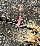 ピンクのバッタが駐車場に　遺伝子突然変異による色素異常か　捕食されやすく撮影はレアケース（長野・上田市）|TBS NEWS DIG