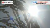 宮中献穀米の稲刈り「抜穂祭」長崎県佐世保市　|　長崎のニュース | 天気 | NBC長崎放送