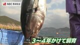 年末の食卓へ 五島で養殖マグロの出荷最盛期 | 長崎のニュース | 天気 | NBC長崎放送