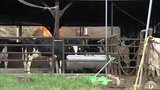 【続報】子牛8頭が死んだか　青森県むつ市の牧場で「牛舎」などを焼く火事　出火から12時間以上経過でほぼ消し止められる|TBS NEWS DIG