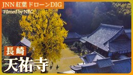長崎・諫早市 天祐寺の大イチョウ【JNN 紅葉ドローンDIG 2024】|TBS NEWS DIG