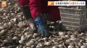 北海道・厚真町の海岸に大量のホッキ貝　食べるには十分な加熱必要|TBS NEWS DIG