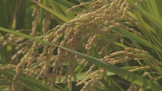 「令和の米騒動」への包括的対策　コメ価格高騰の解消に向け需給・在庫管理・輸入の面から考える| TBS CROSS DIG with Bloomberg