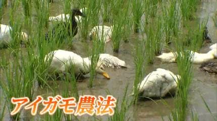 アイガモロボット”って何だ?! 水田を動き回る「新たなアイガモ農法」の
