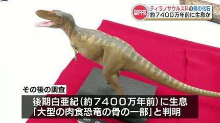 日本初「ティラノサウルス科」の骨の化石と断定 肉食恐竜の化石として