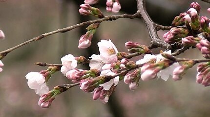 津山市でも桜が開花 市の観光協会が鶴山公園のサクラの標本木で確認