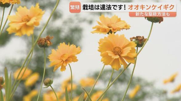 きれいなのに…生態系乱す？「オオキンケイギク」…栽培、運搬は罰金対象です！高校生は「食べて駆除」外来種問題への理解呼びかけ　富山・上市町　|　富山のニュース｜天気・防災｜チューリップテレビ