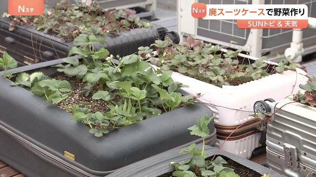 スーツケースで野菜栽培！？ホテルに置き去りにされたものを加工し再利用　収穫した野菜はレストランで提供も【SUNトピ】|TBS NEWS DIG