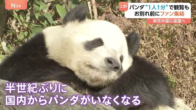 日本から半世紀ぶりにパンダがいなくなる…双子パンダ中国へ返還 16日から観覧は“1分制限”|TBS NEWS DIG