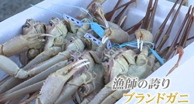 ズワイガニ漁6日解禁 新ブランド「一番推し」登場 トップブランド「輝」より手頃な価格で展開へ|TBS NEWS DIG
