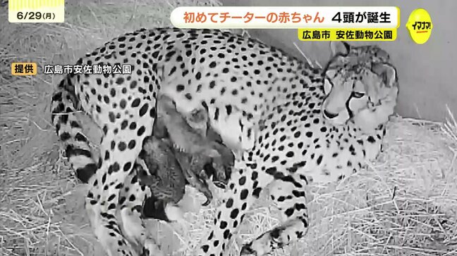 安佐動物公園で初のチーター誕生　お母さんチーターは11時間かけて4頭を出産　広島|TBS NEWS DIG